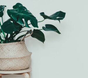 psychologue en ligne avec plante décorative